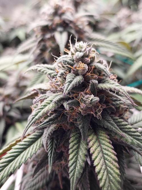 Gmo x Rootbeer. Week 7
