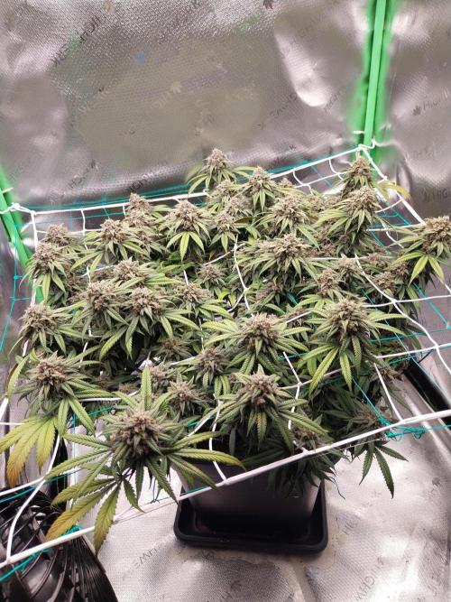 Gmo x Rootbeer. Week 7