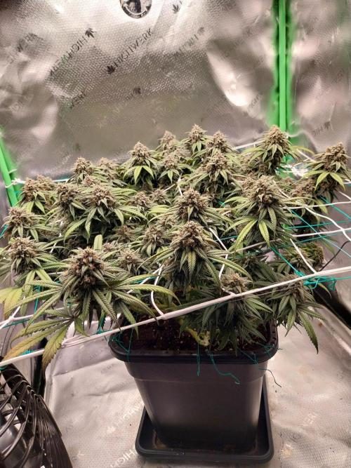 Gmo x Rootbeer. Week 7