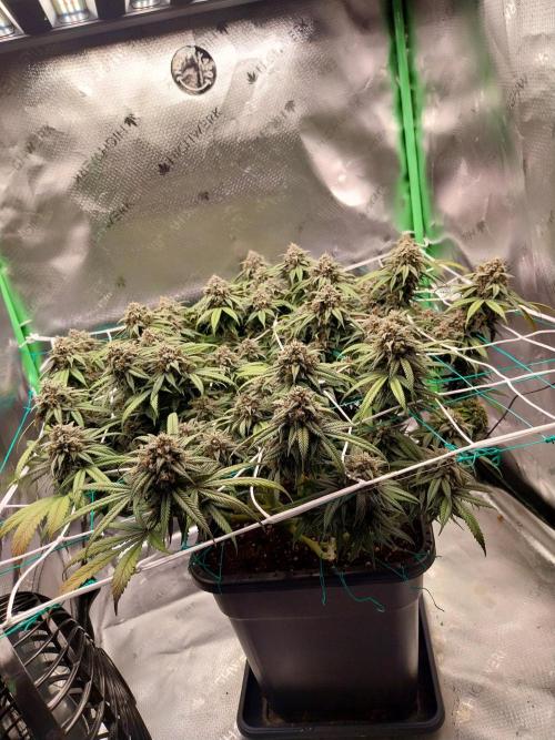 Gmo x Rootbeer. Week 7