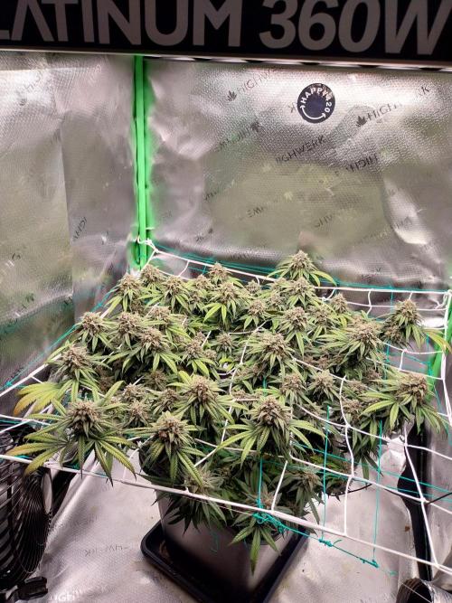Gmo x Rootbeer. Week 8