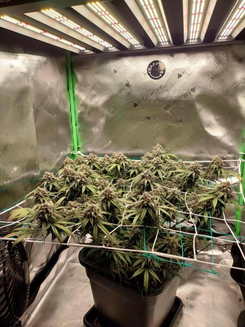 Gmo x Rootbeer. Week 8