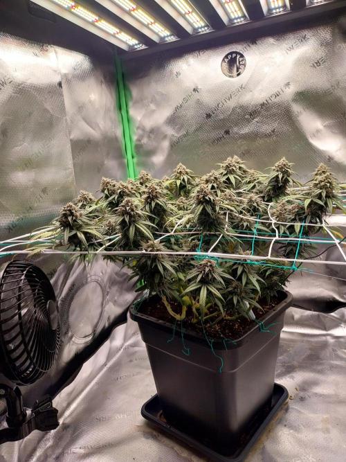 Gmo x Rootbeer. Week 8