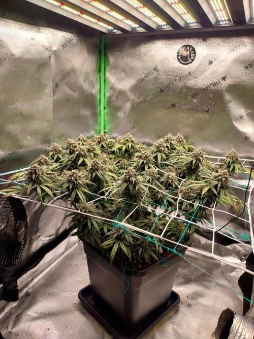 Gmo x Rootbeer. Week 8