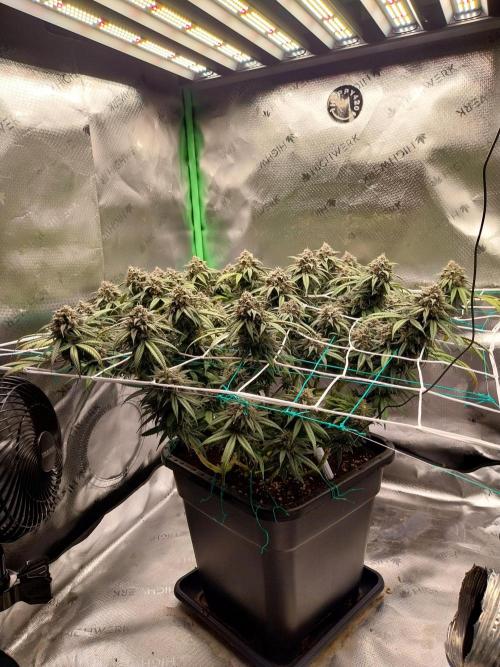 Gmo x Rootbeer. Week 8