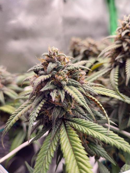 Gmo x Rootbeer. Week 8