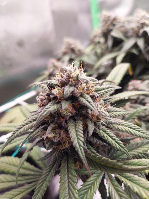 Gmo x Rootbeer. Week 8