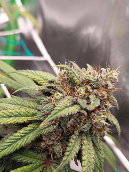 Gmo x Rootbeer. Week 8
