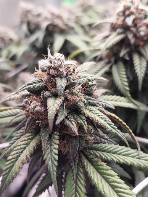Gmo x Rootbeer. Week 8