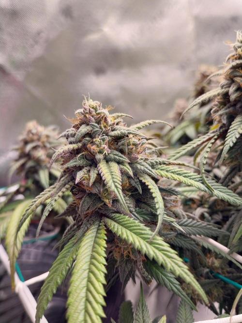 Gmo x Rootbeer. Week 8