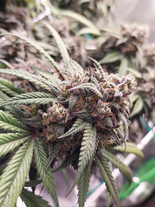Gmo x Rootbeer. Week 8