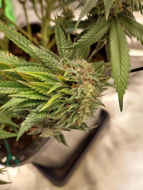 Gmo x Rootbeer. Week 8