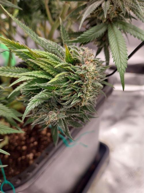 Gmo x Rootbeer. Week 8