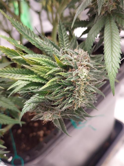 Gmo x Rootbeer. Week 8
