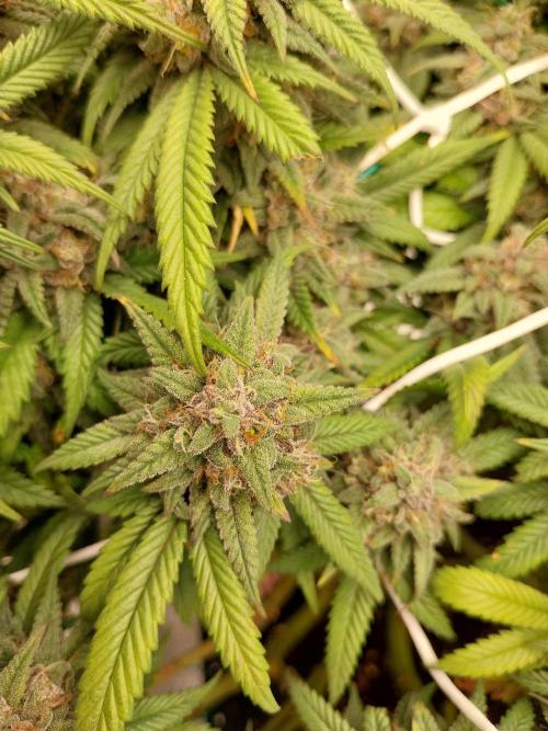 Gmo x Rootbeer. Week 8