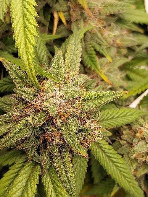 Gmo x Rootbeer. Week 8