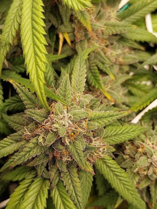 Gmo x Rootbeer. Week 8