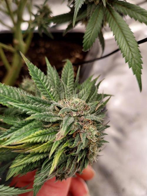 Gmo x Rootbeer. Week 8
