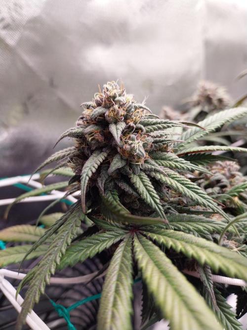 Gmo x Rootbeer. Week 8