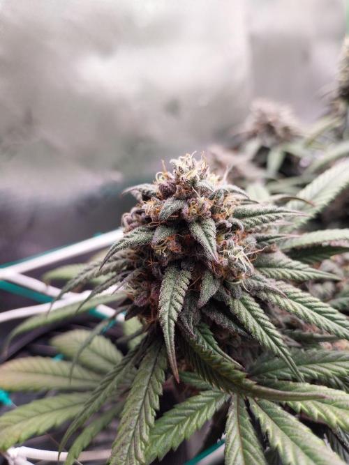 Gmo x Rootbeer. Week 8
