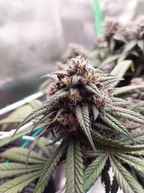 Gmo x Rootbeer. Week 8