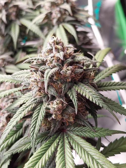 Gmo x Rootbeer. Week 8