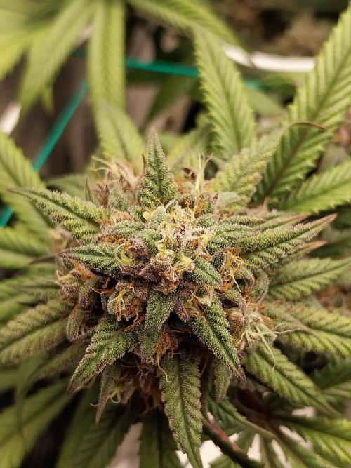 Gmo x Rootbeer. Week 8