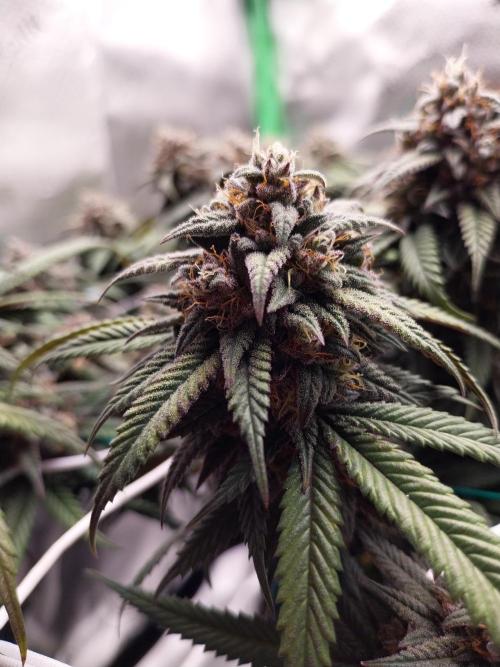 Gmo x Rootbeer. Week 8