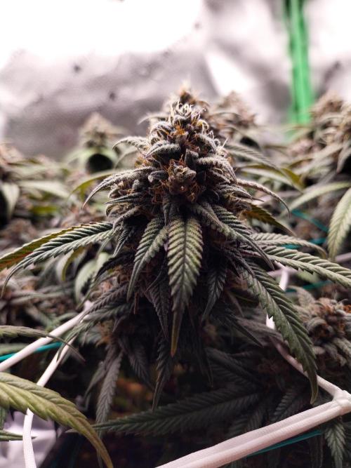 Gmo x Rootbeer. Week 8