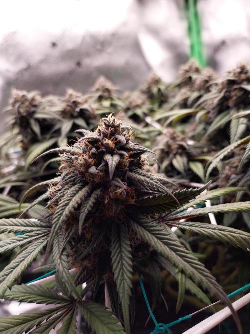 Gmo x Rootbeer. Week 8