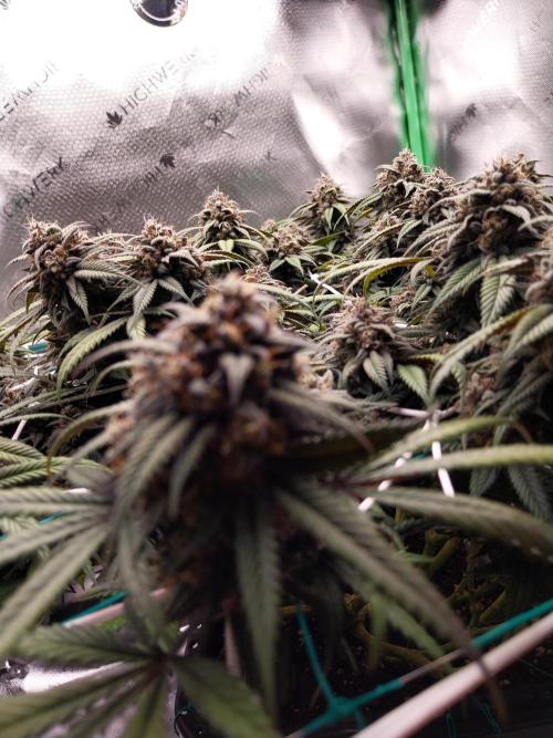 Gmo x Rootbeer. Week 8