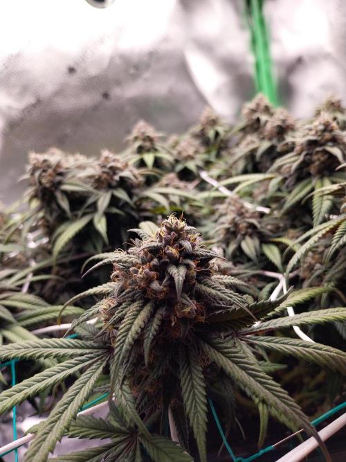 Gmo x Rootbeer. Week 8