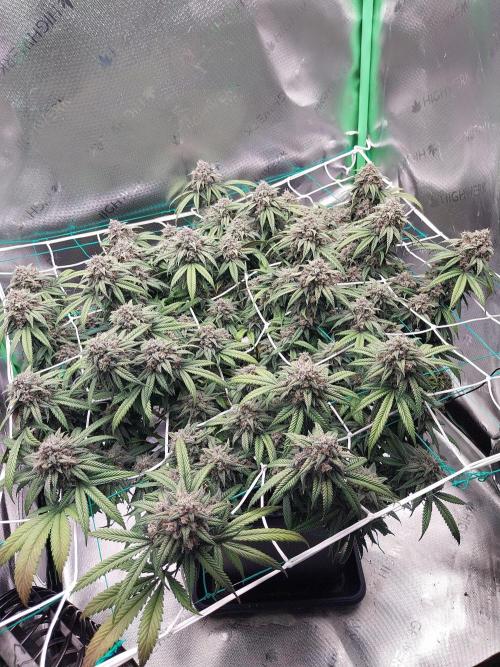 Gmo x Rootbeer. Week 8
