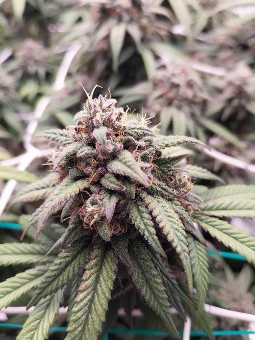 Gmo x Rootbeer. Week 9