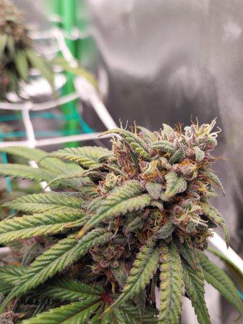 Gmo x Rootbeer. Week 9