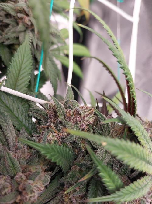 Gmo x Rootbeer. Week 9