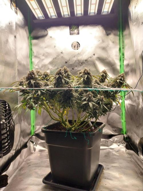 Gmo x Rootbeer. Week 9