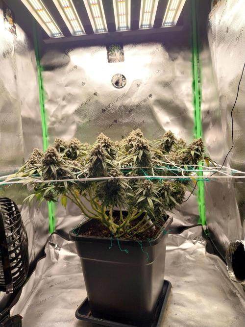 Gmo x Rootbeer. Week 9