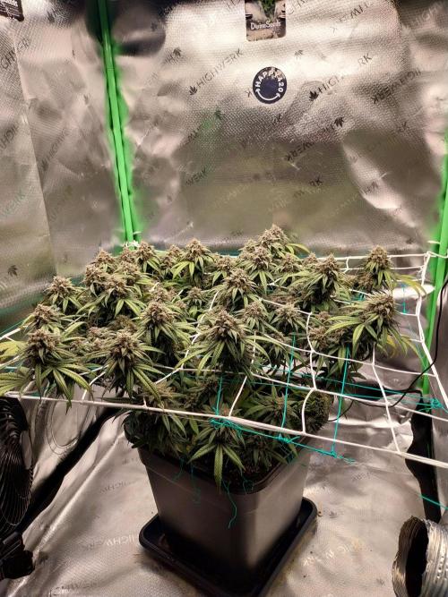 Gmo x Rootbeer. Week 9