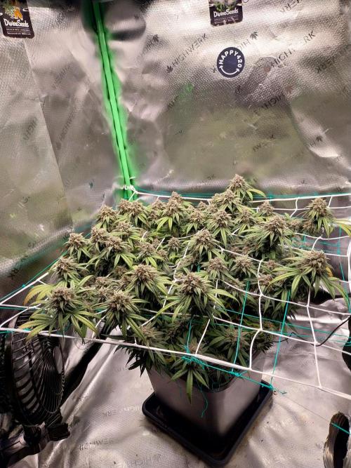 Gmo x Rootbeer. Week 9