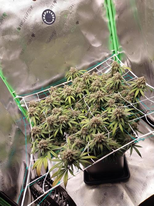 Gmo x Rootbeer. Week 9