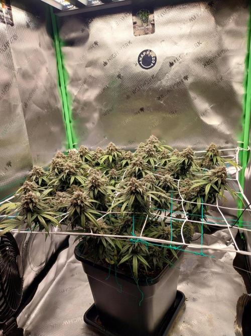 Gmo x Rootbeer. Week 9