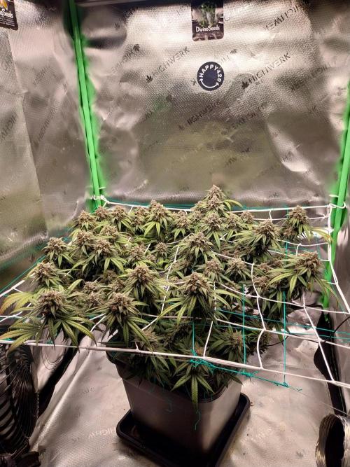 Gmo x Rootbeer. Week 9