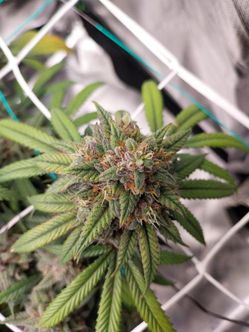 Gmo x Rootbeer. Week 9