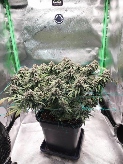 Gmo x Rootbeer. Week 9