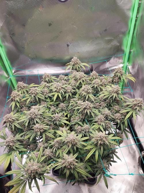 Gmo x Rootbeer. Week 9
