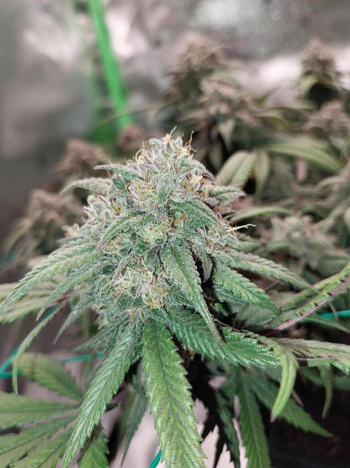 Gmo x Rootbeer. Week 9