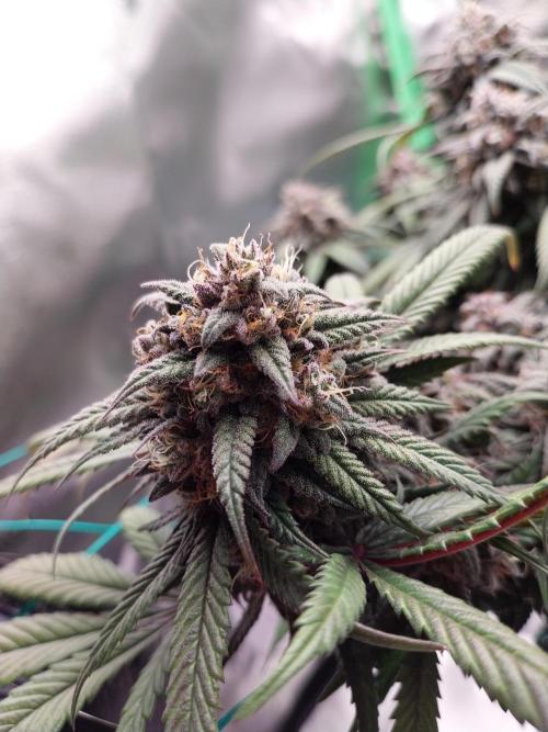 Gmo x Rootbeer. Week 9