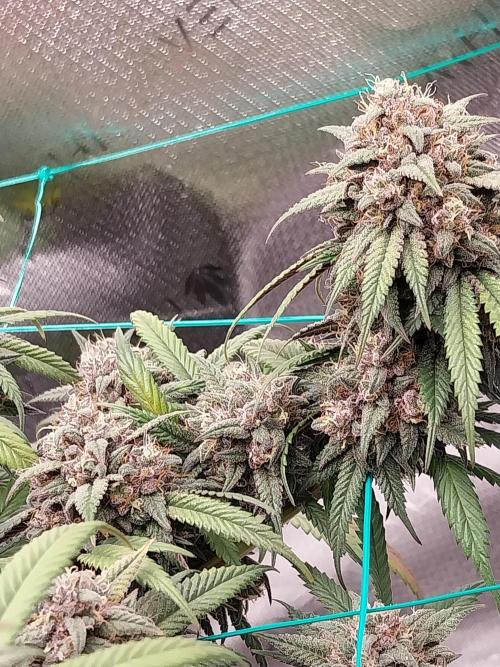 Gmo x Rootbeer. Week 9