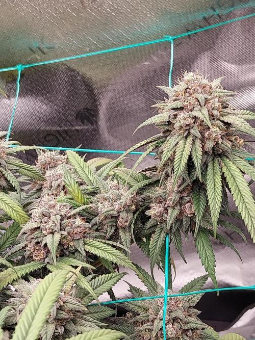 Gmo x Rootbeer. Week 9